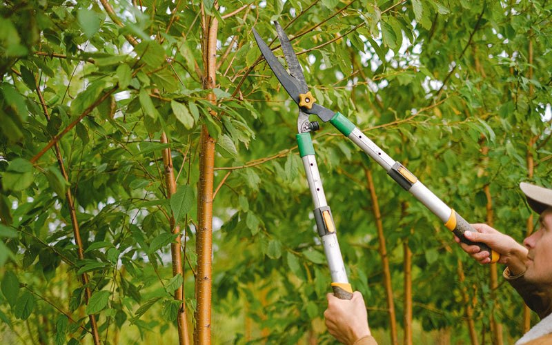 Tree trimming in Coopersville, MI