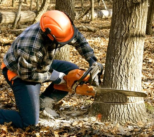 Tree Removal in Coopersville, MI